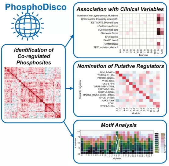 PhosphoDisco Toolkit for Co-regulated Phosphorylation Module Discovery